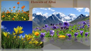 Flowers of Altai