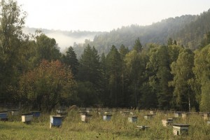 Bashkir apiary