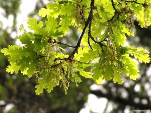 Bashkir oak