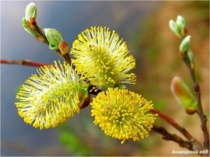 Bashkir willow