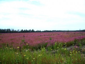 Flowers of Bashkir steppe