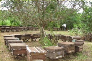 Vietnam honey_apiary