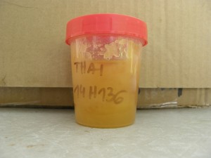 Sample of Thai Polyfloral